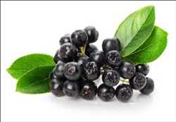 Global Aronia Berries Market