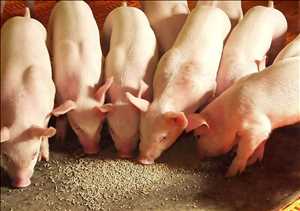 글로벌`돼지 사료 산업 체인 분석, 제조 비용 구조, 프로세스 분석을 다루는 시장 보고서