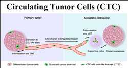 글로벌 순환 종양 세포(CTC) 시장 경향