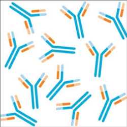 글로벌 1차 항체 시장 통찰력