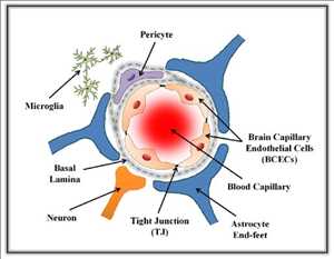 글로벌혈액 뇌 장벽을 통한 약물 전달 시장 SWOT 분석