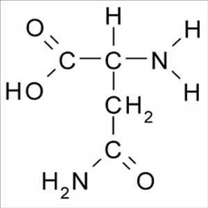 글로벌 아스파라기나제 시장 규모