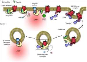 글로벌G-단백질 결합 수용체(GPCR) 시장 수급 격차